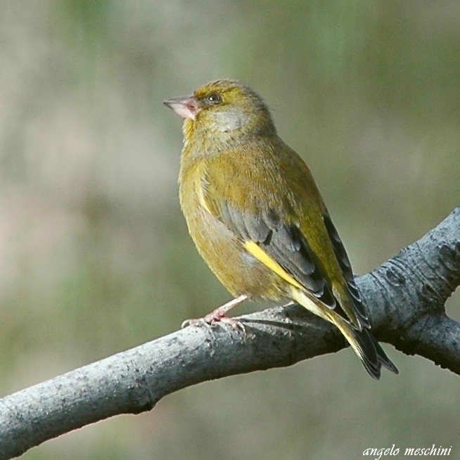 Verdone. Carduelis chloris